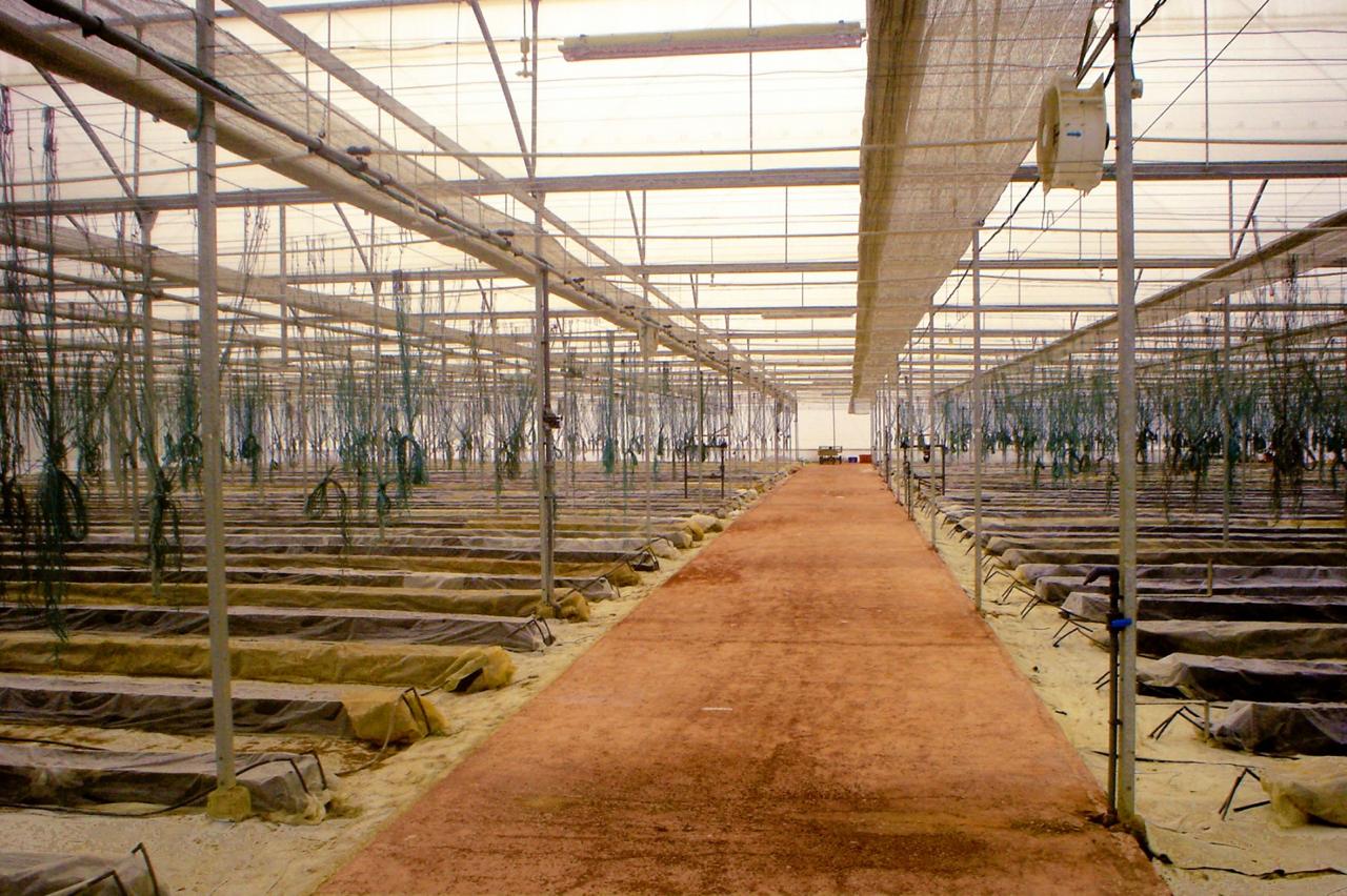 Greenhouse Project 65